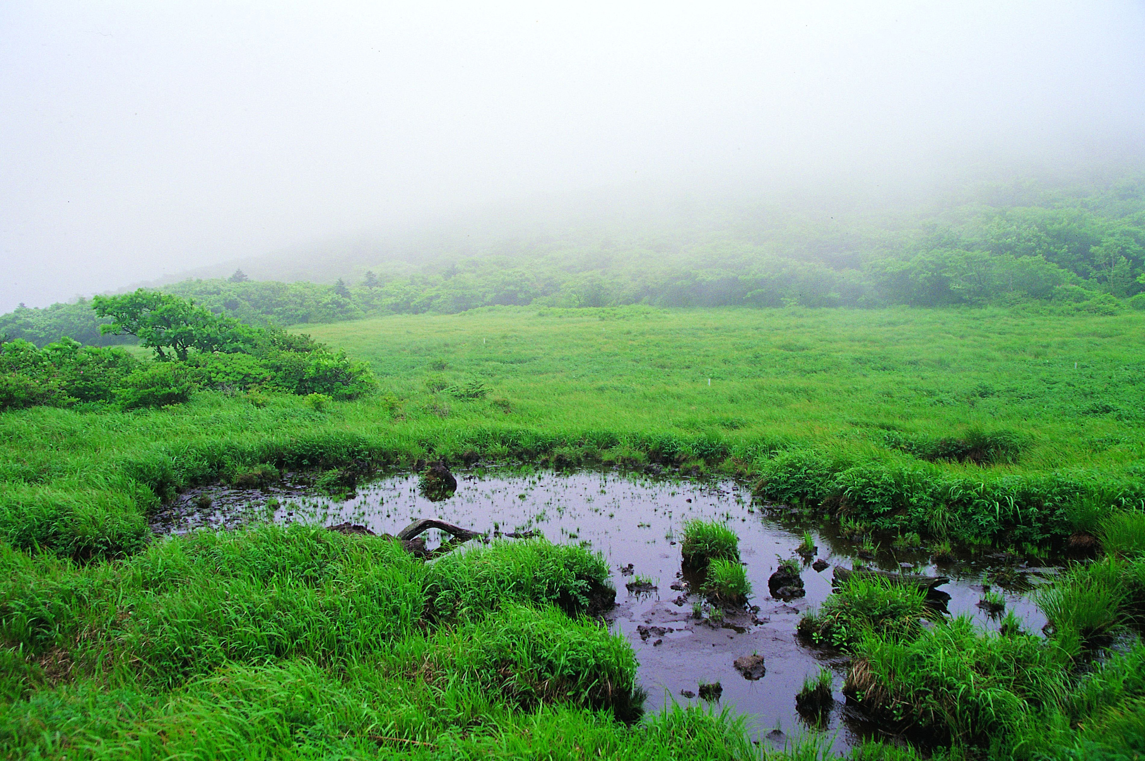 안개 낀 대암산 용늪(Photo by 전영재)